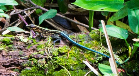 Blue tail lizard...
